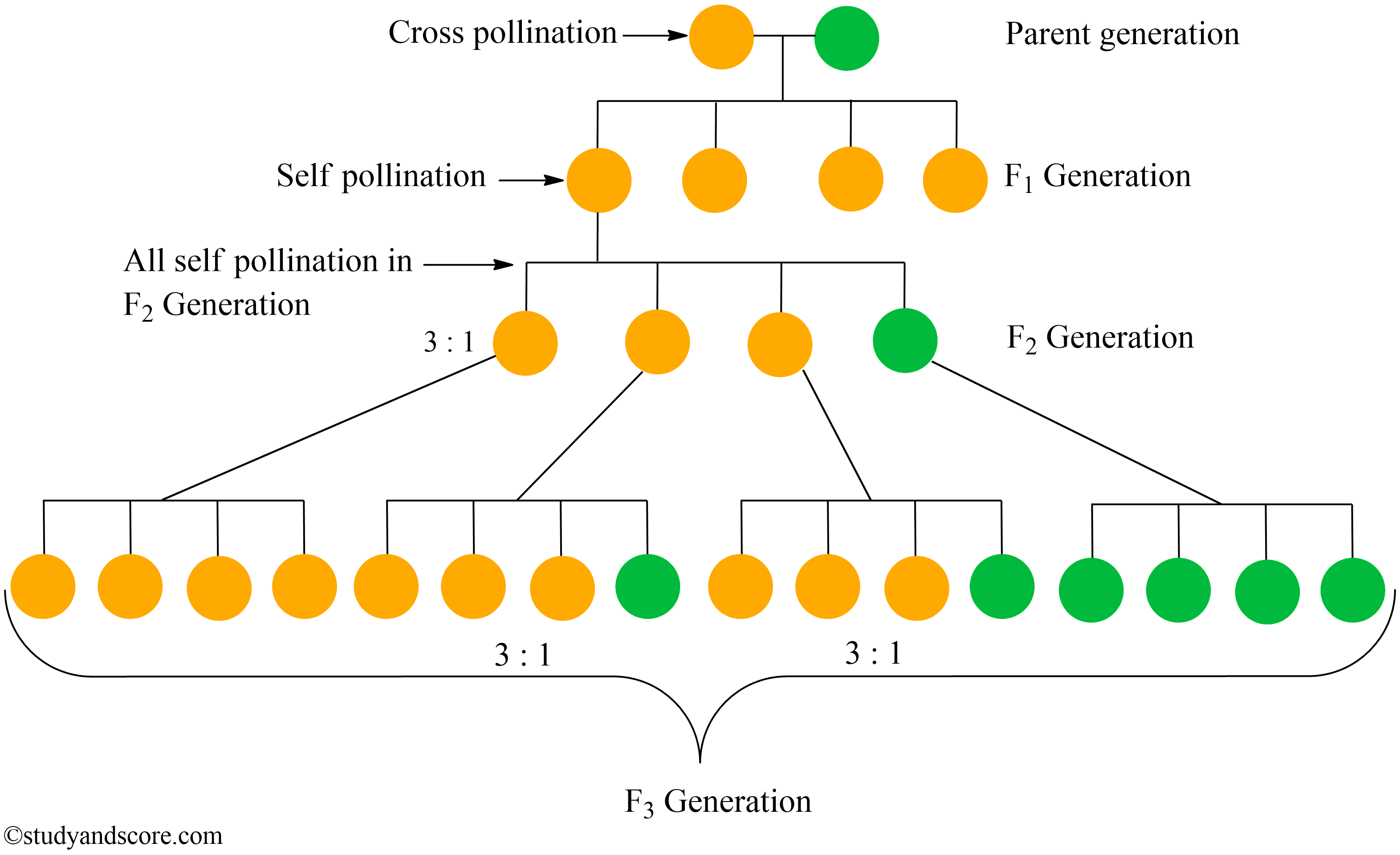 mendel and his work, mendel's seven traits, flower color, flower position, seed shape, seed color, stem heigh, pod shape, pod color, dihybrid cross, m